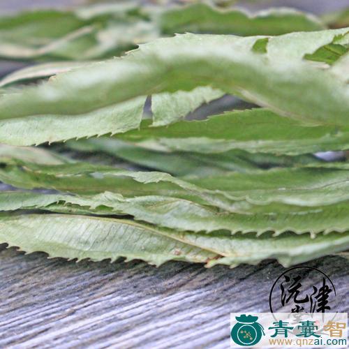 大凤尾的性味归经以及功效用法-青囊智