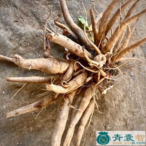中药材大刺根图片