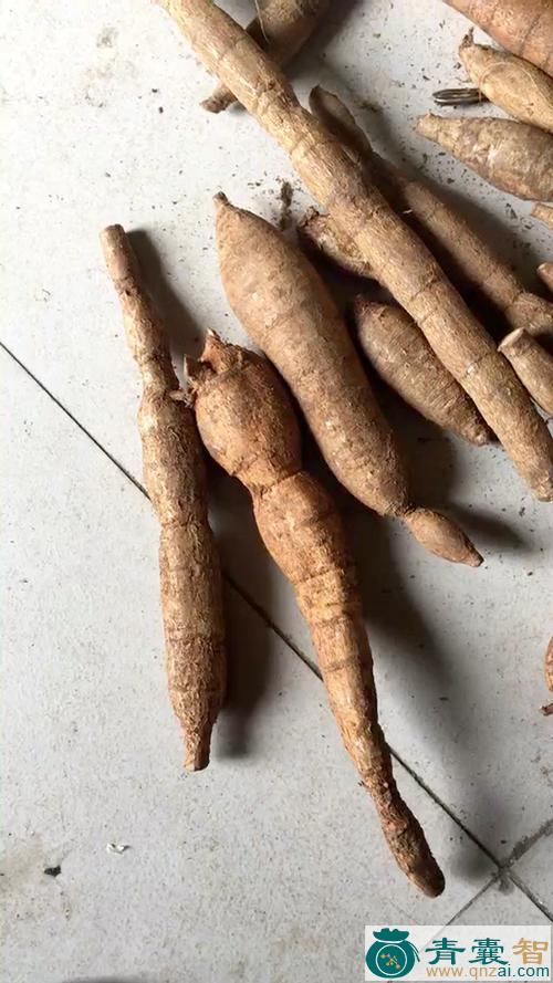 中药材大力薯图片