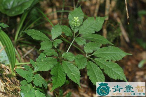 大叶三七的性味归经以及功效用法-青囊智