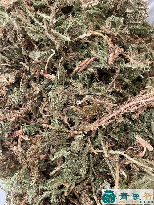 大叶伸筋-青囊智