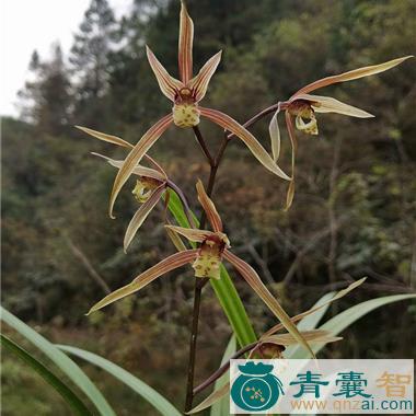 中药材大叶兰花草图片
