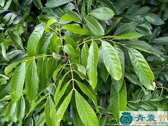 中药材大叶双眼龙叶图片