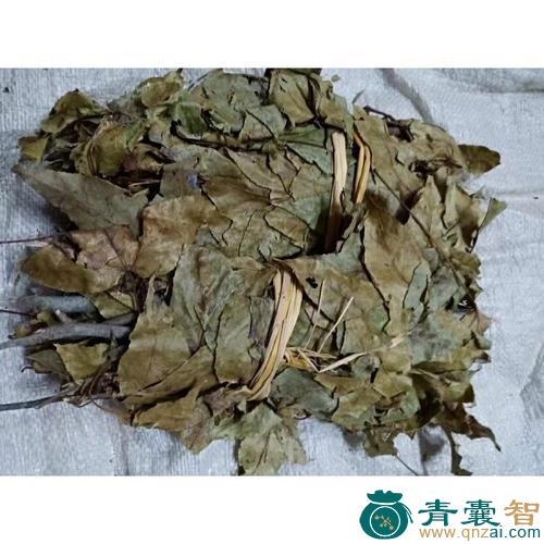 大叶枫的性味归经以及功效用法和注意事项-青囊智