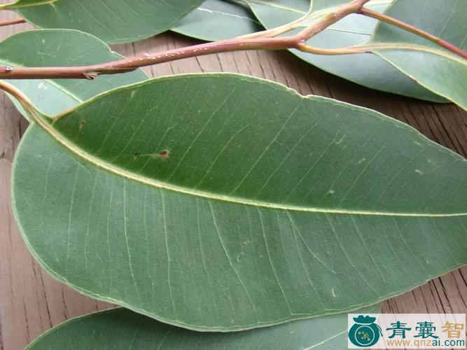 中药材大叶桉图片