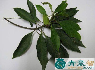 中药材大叶楠根图片