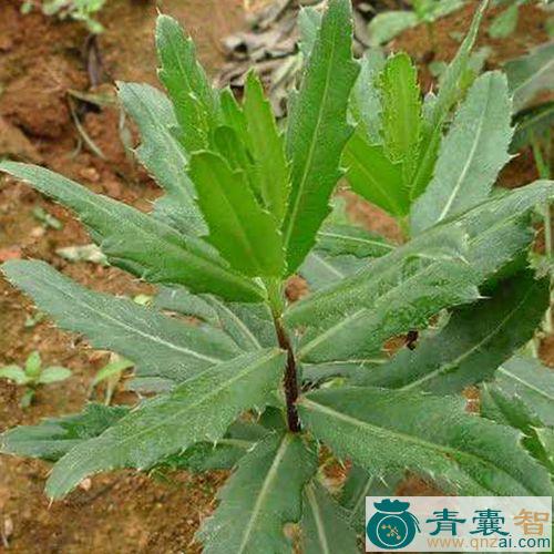 中药材大叶狗牙七图片