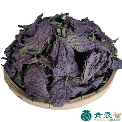 中药材大叶紫苏图片
