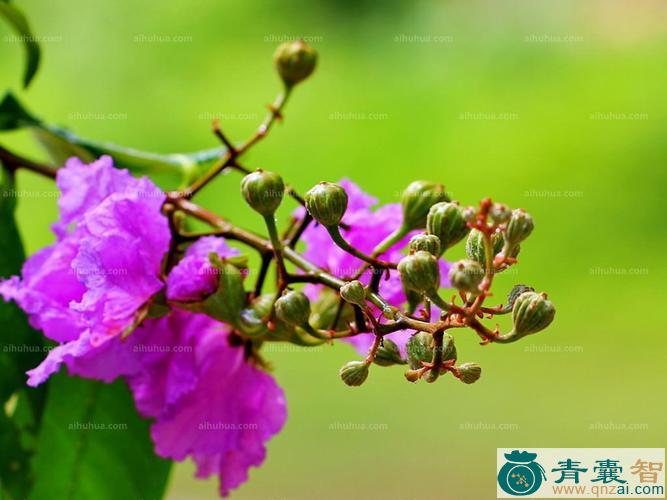 中药材大叶紫薇图片