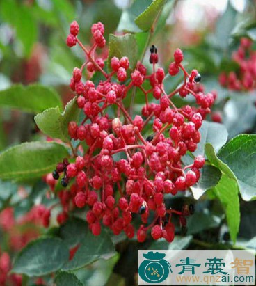 大叶花椒的性状性味归经以及功效用法-青囊智