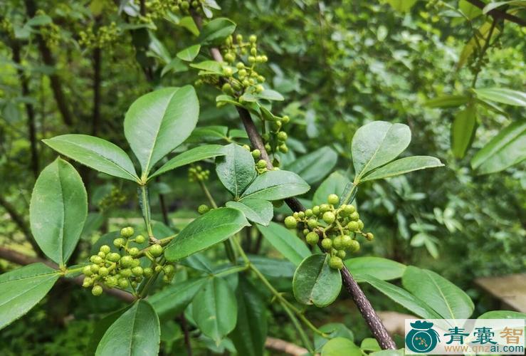 大叶花椒茎叶的性状性味归经以及功效用法-青囊智