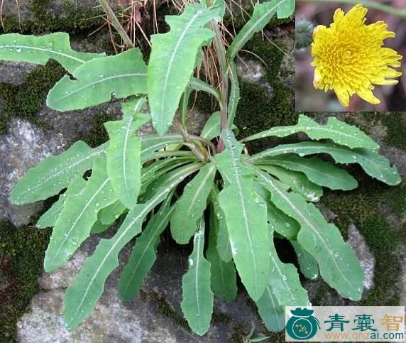 中药材大叶苣荬菜图片