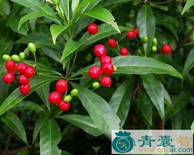 中药材大叶萝芙木图片