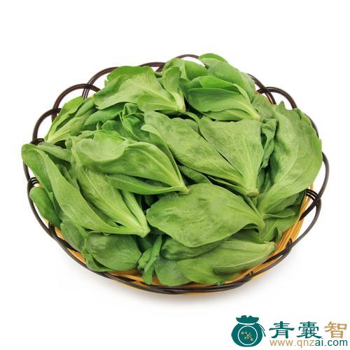 中药材大叶蓬蒿图片