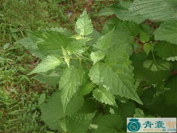 中药材大叶藿香图片