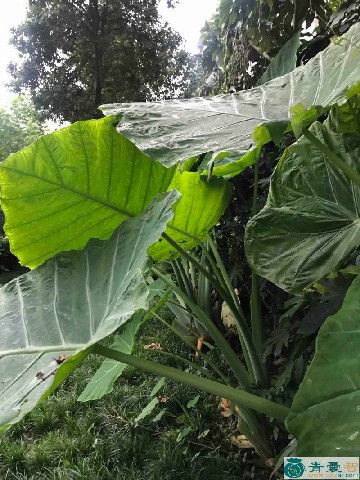 大叶野芋头的性状性味归经以及功效用法和注意事项-青囊智