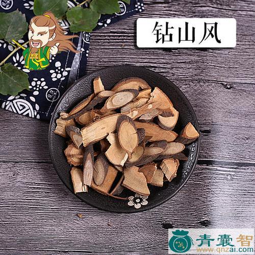 中药材大叶钻骨风图片