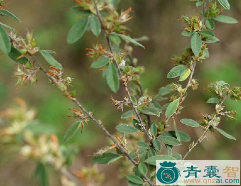 中药材大叶马料梢图片
