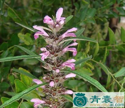 中药材大叶鲤鱼泻子图片