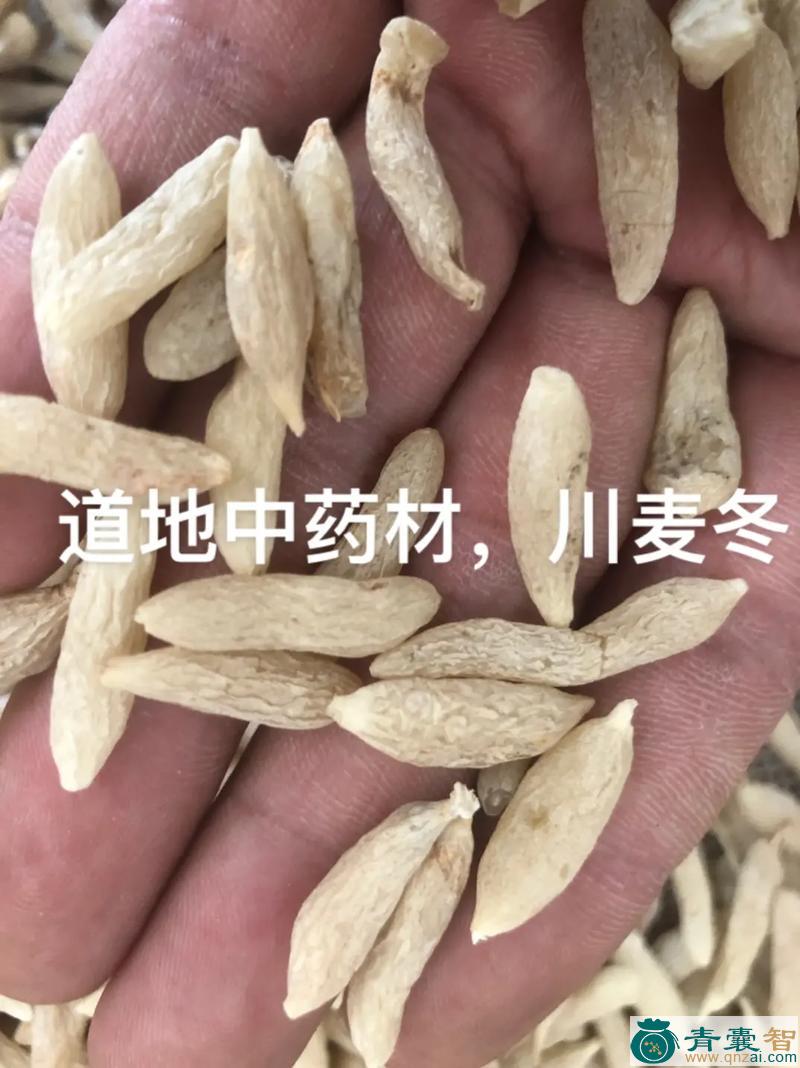 中药材大叶麦冬图片