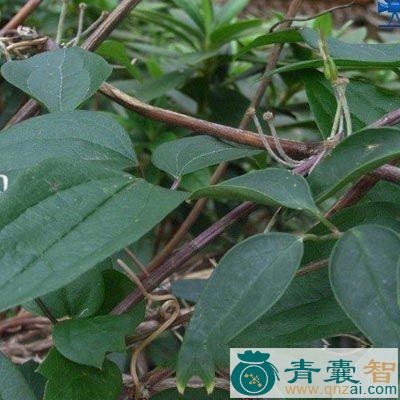 大叶黄龙缠树的性味归经以及功效用法-青囊智