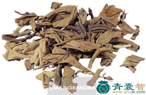 中药材大号石韦图片