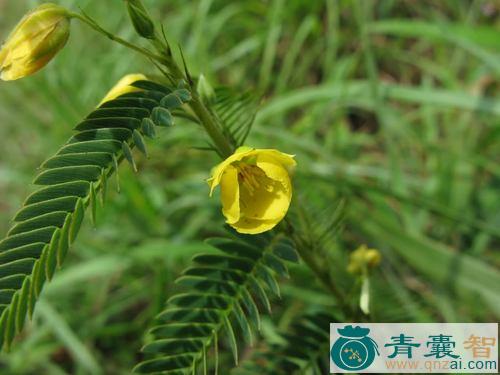 大含羞草的性味归经以及功效用法-青囊智