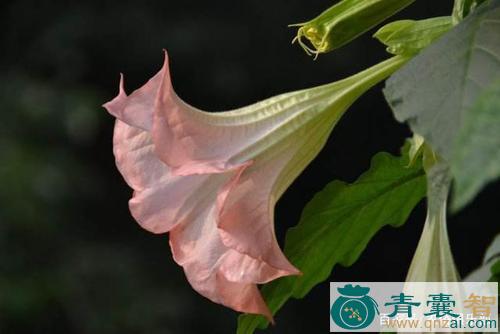 中药材大喇叭花图片