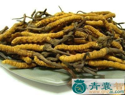 中药材大团囊虫草图片