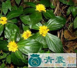 中药材大块瓦图片