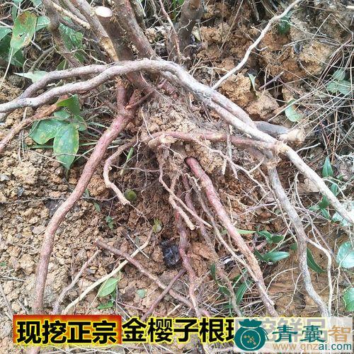 中药材大坛子根图片