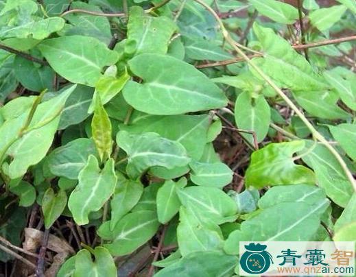 中药材大夫叶图片