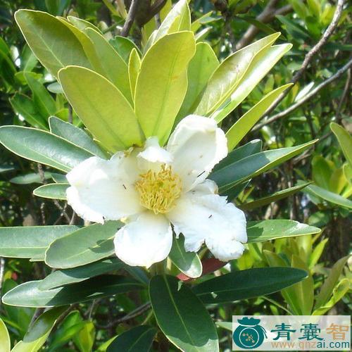 中药材大头茶图片