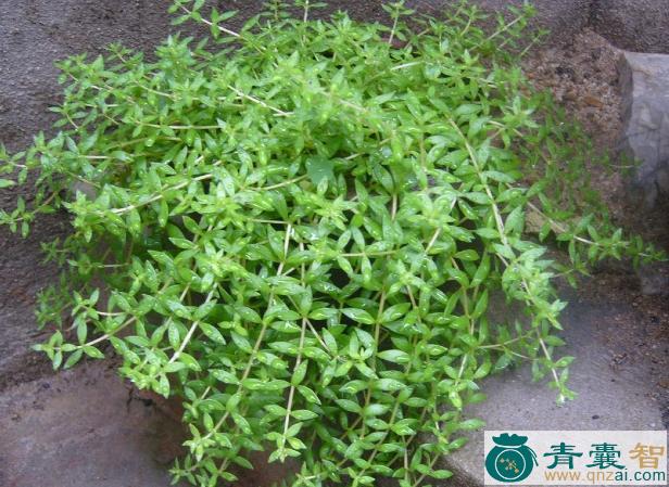 中药材大对月草图片