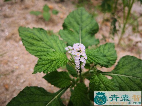 大尾摇的性味归经以及功效用法和注意事项-青囊智