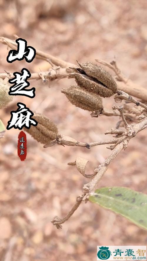 中药材大山芝麻图片