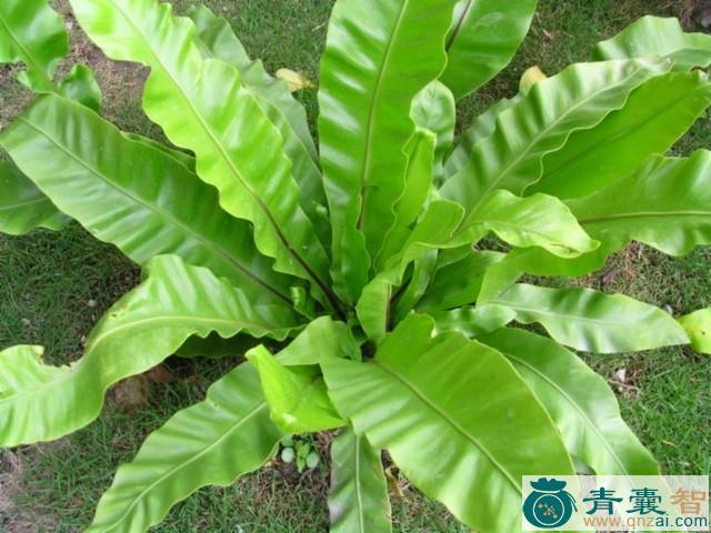 中药材大山落苏图片
