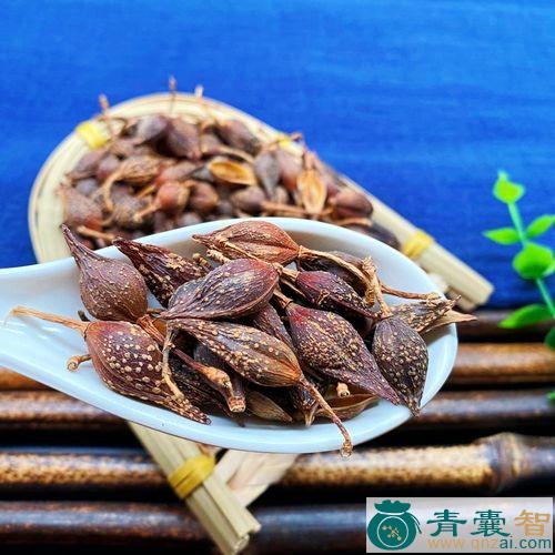 中药材大更药图片