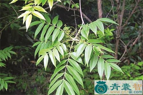 中药材大木帮图片