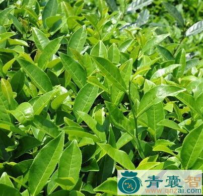 中药材大本四时春图片