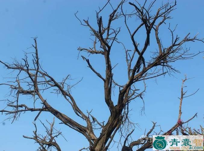 大枯树的性状性味归经以及功效用法和注意事项-青囊智