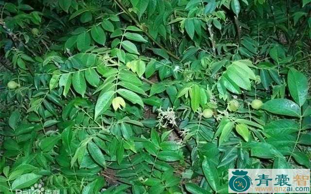 大树三台的性味归经以及功效用法-青囊智
