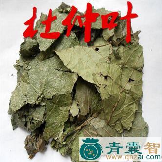 中药材大树叶图片