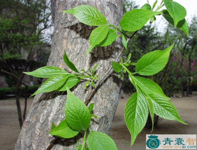 中药材大树杜仲图片