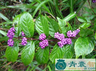 中药材大树紫珠图片