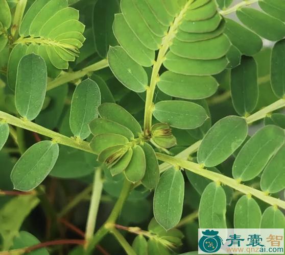大样夜合草的性味归经以及功效用法-青囊智