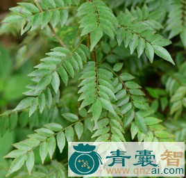 中药材大样荔枝藤图片