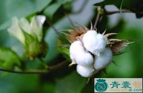 大棉花草的性味归经以及功效用法-青囊智