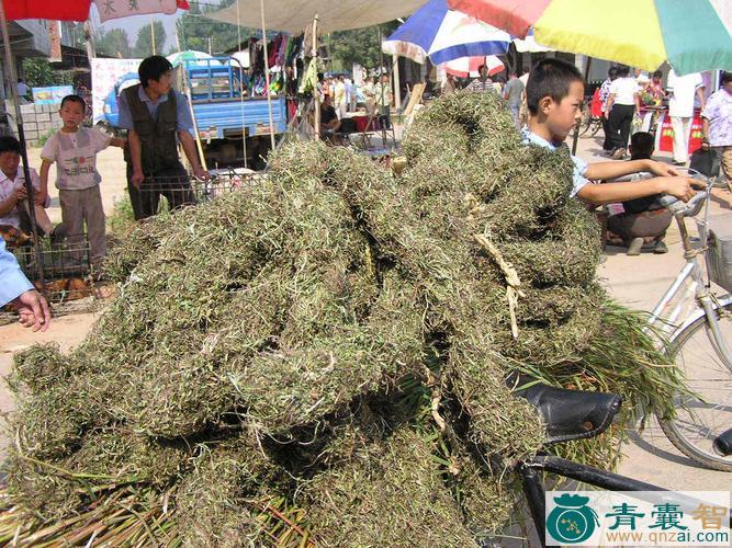 中药材大毛叶子火绳图片