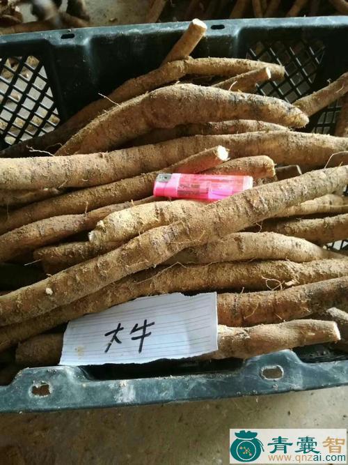 中药材大牛了图片